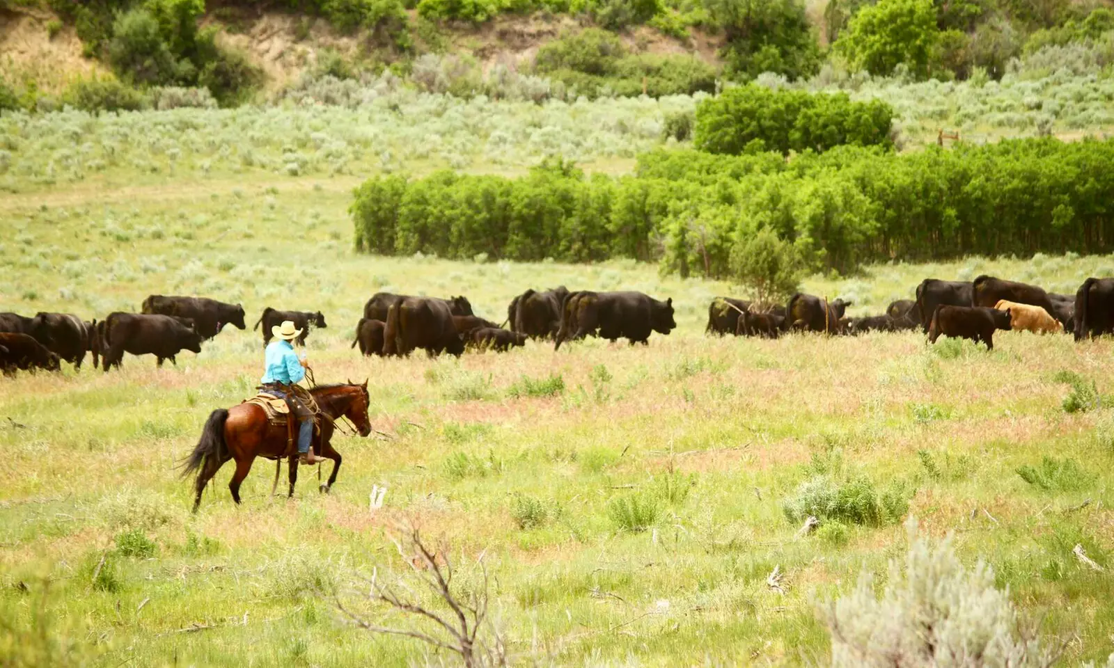 6-Night Stay for One with Dude Ranch Experience at The High Lonesome Ranch in De Beque, CO - Primary Image