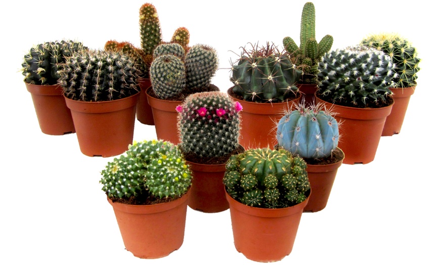 Image 8: 6 of 12 mini cacti of vetplanten