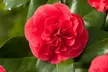3x oder 6x Japanische Kamelie (Camellia Japonica) mit den Blüten in  Rot, Rosa oder Weiß - Second Medium