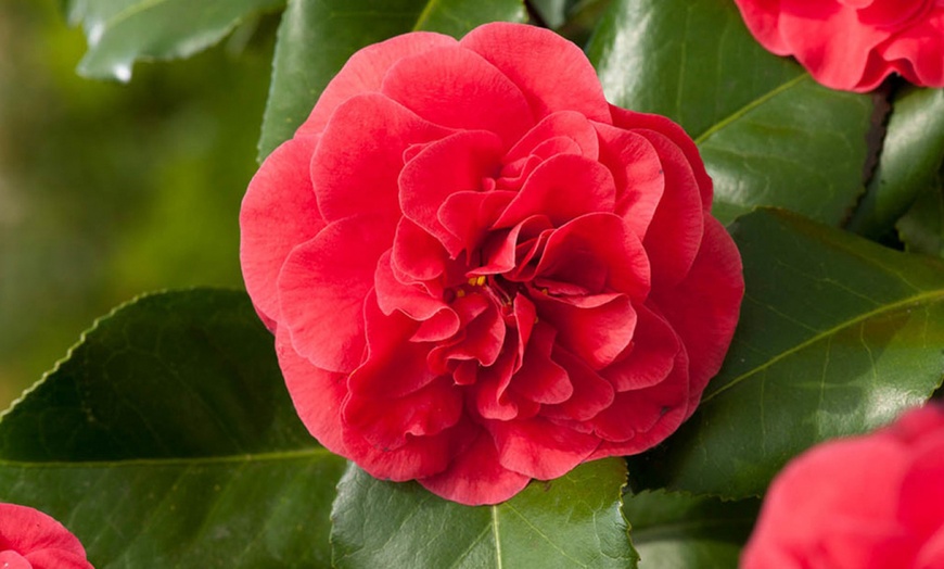 Image 8: Camellia japonica