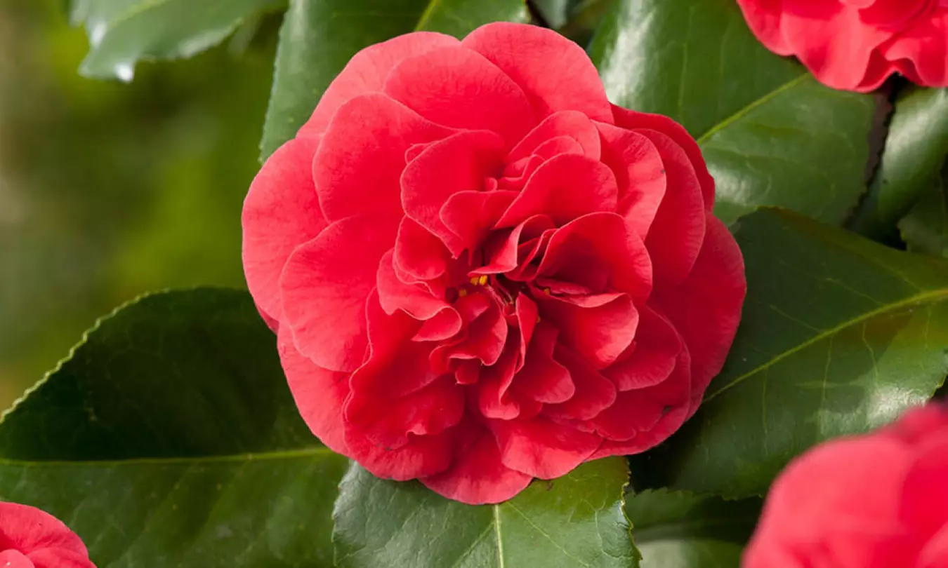 1 ou 2 lots de 3 Camélias japonais