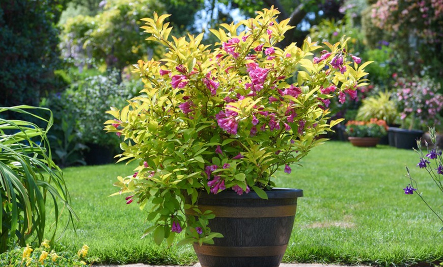 Image 2: One or Two Weigela Magic Carpet Plants