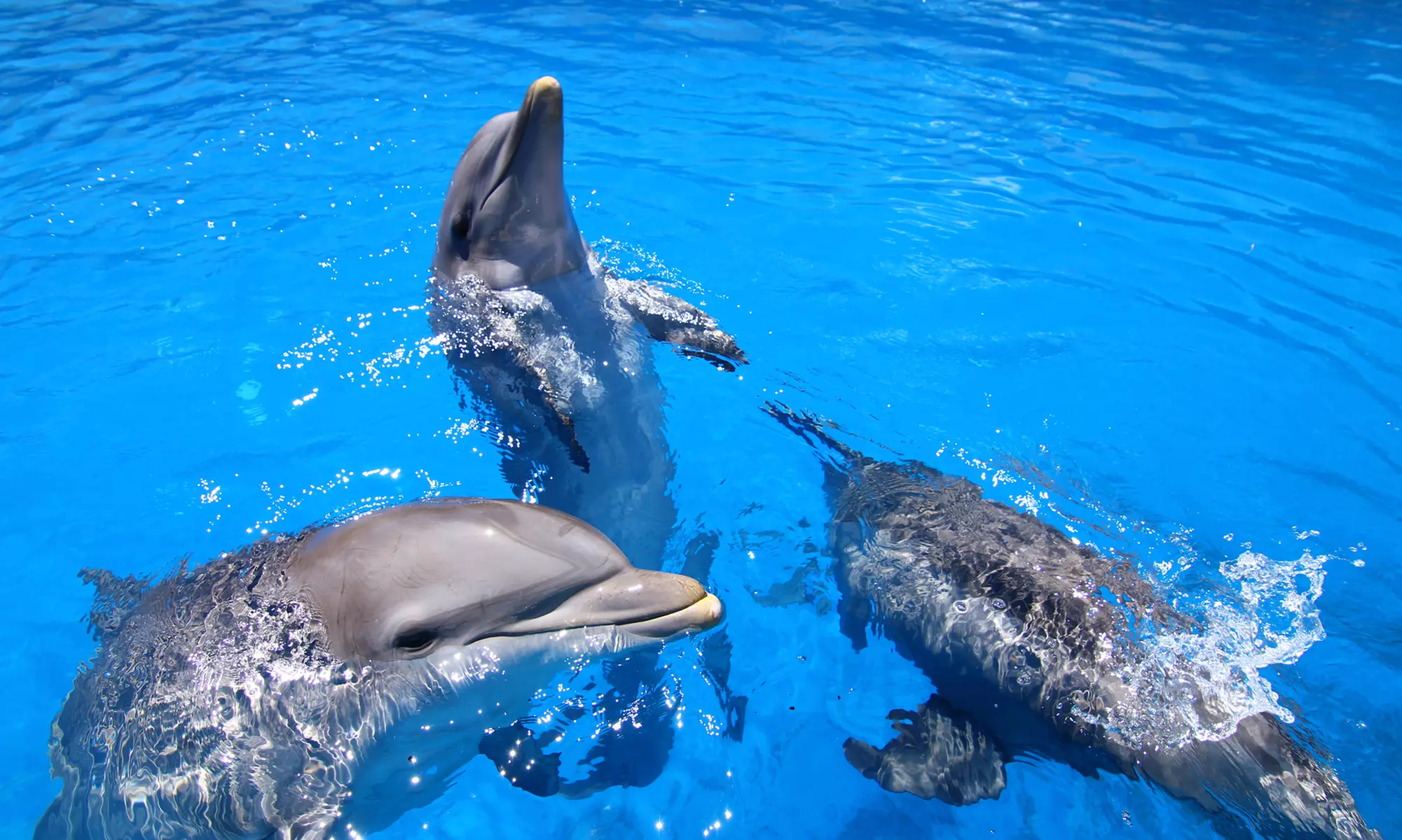 Entrada de día a elegir a Selwo Marina, Aventura y/o teleférico