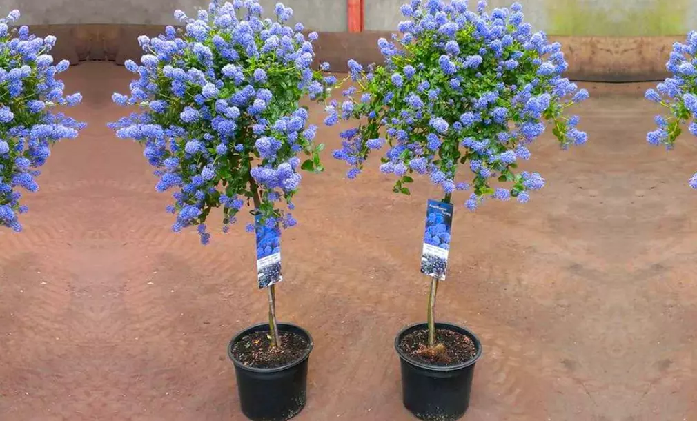 Pair of Evergreen California Lilac Trees from £27.98 with Optional Planters from £40 - Image 7