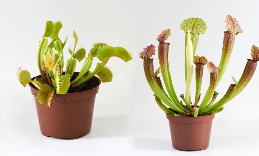 Image 11: Carnivorous House Plants