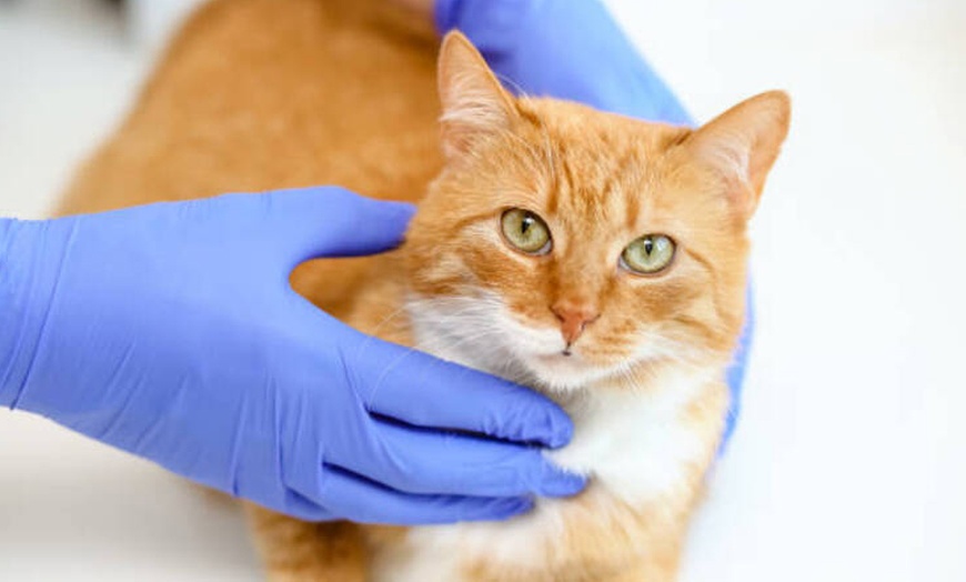 Image 4: Esterilización de gato o de gata en Centro Veterinario Vistabella