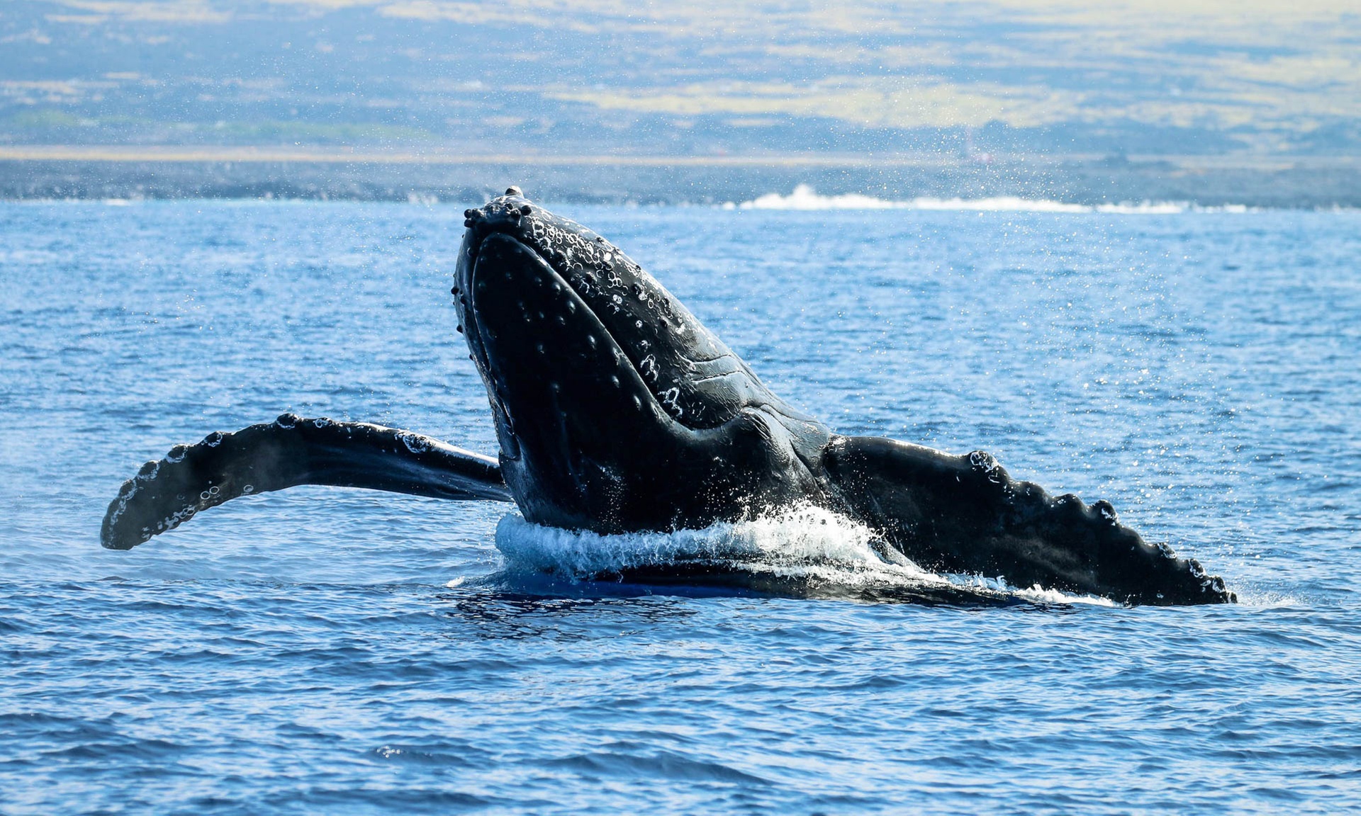 Guaranteed Humpback Whale Watching Tour in Hawaii's Kona Coast
