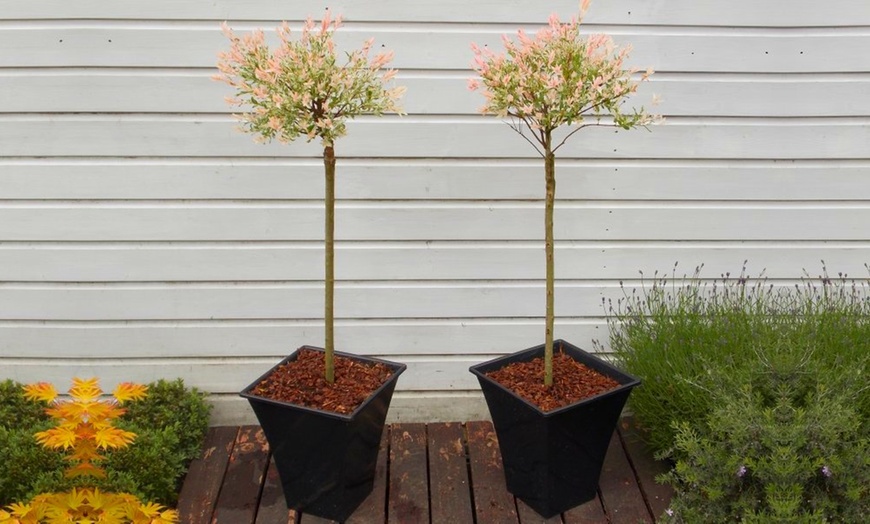 Image 6: Two Salix Flamingo Trees