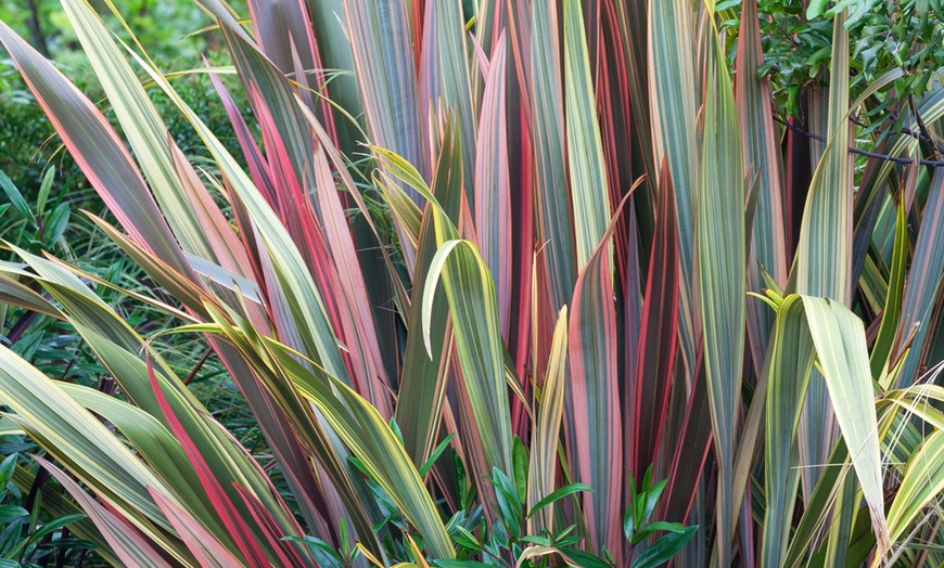 Image 1: Phormium Funky Foliage collection