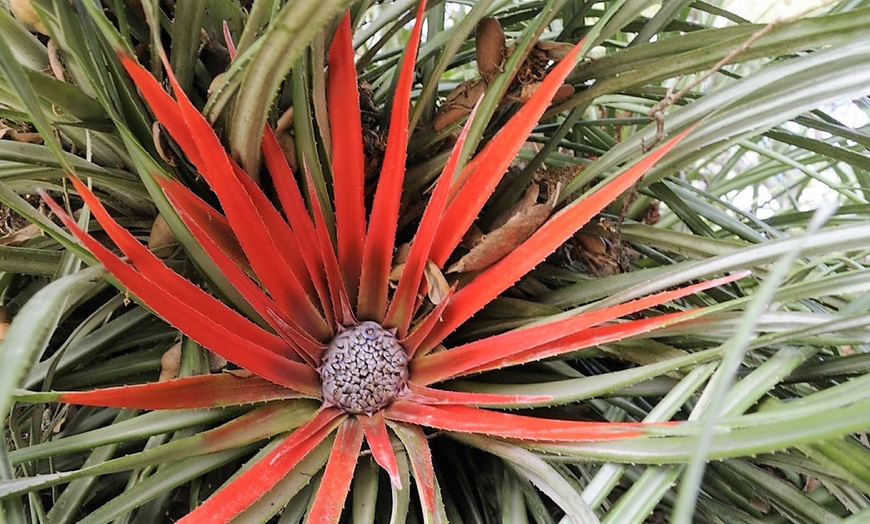 Image 4: Lot de 2 plantes Fascicularia