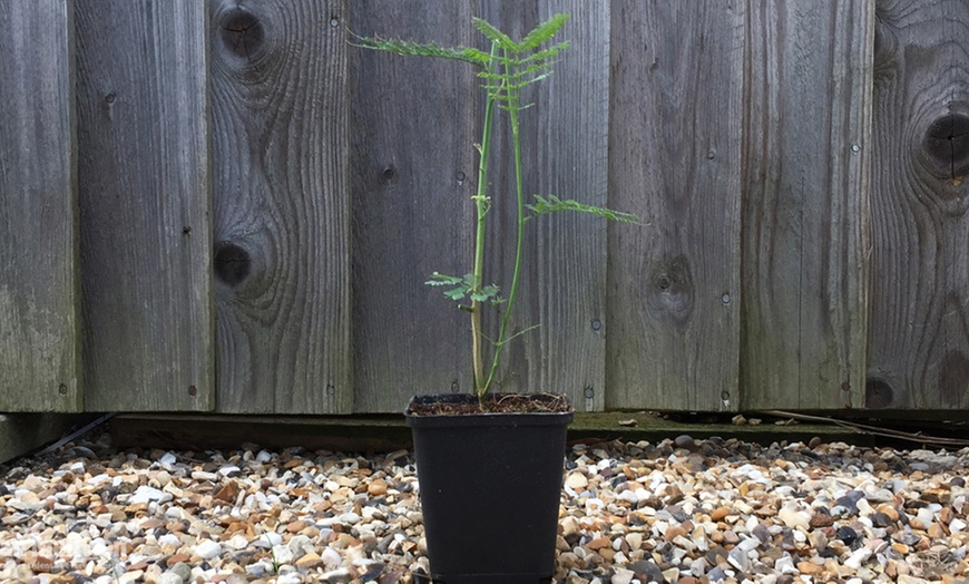 Image 3: Exotic Mimosa Trees 9cm Pot – One, Two or Three Plants