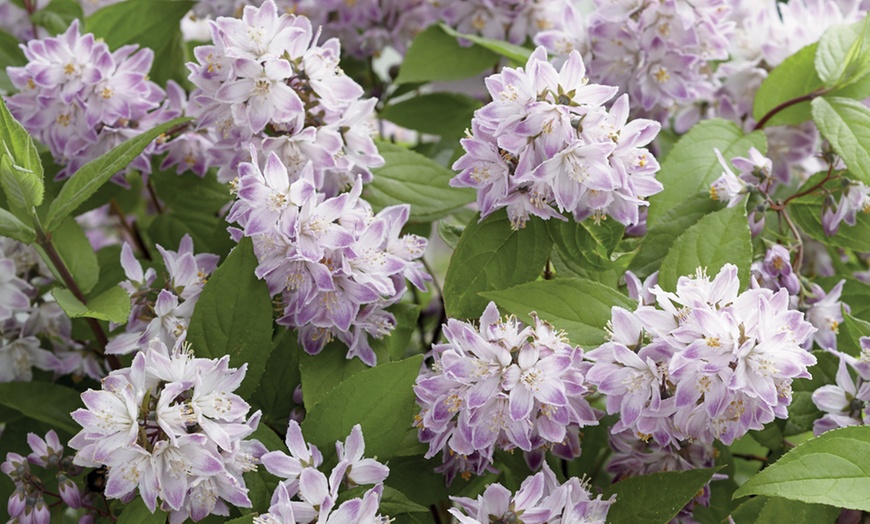 Image 5: Deutzia 'Raspberry Sundae' - One or Two Potted Plants  