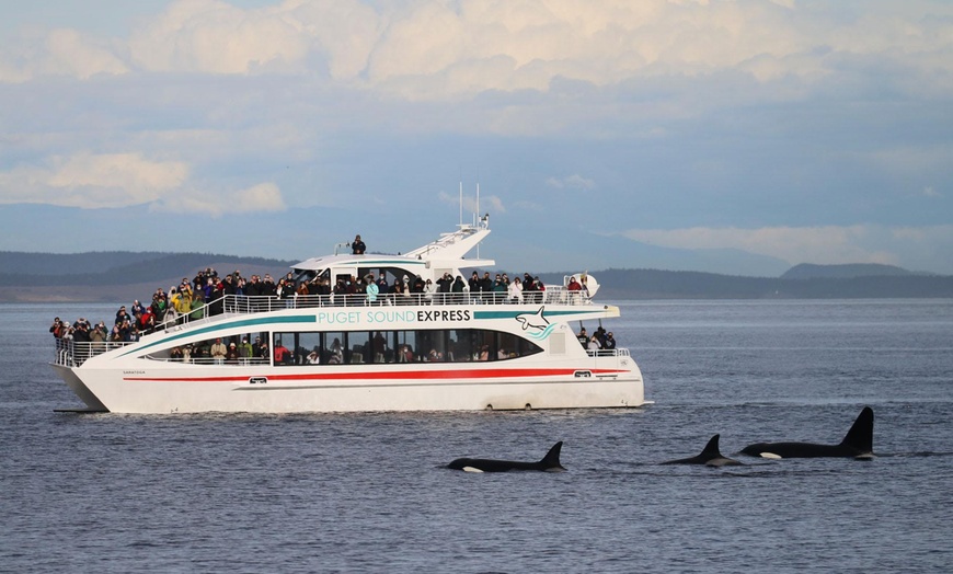 Whale Watching Puget Sound Express Groupon