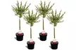 2x oder 4x Salix Flamingo Gartenpflanze - Second Medium