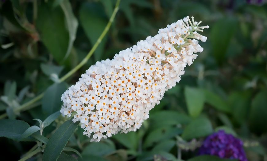 Image 8: One or Three Buddleja Buzz Ivory Hardy Shrub Plants