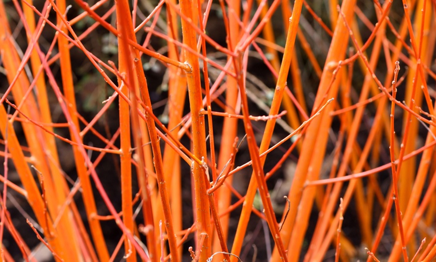 Image 3: Three or Nine Winter Interest Shrub Collection