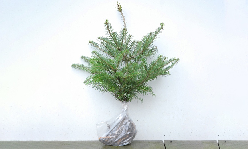 Image 3: Hardy Korean Fir Tree