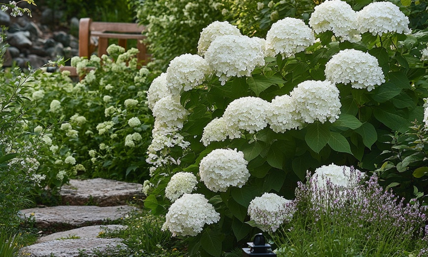 Image 2: 1, 2 of 3 sterke Annabelle Hortensia