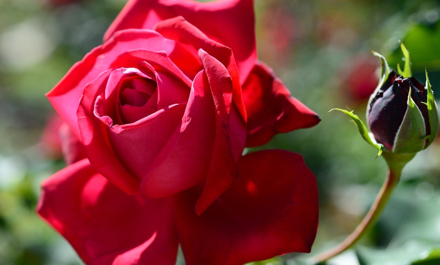 Image 8: Ensembles de 4 roses de jardin parfumées à grandes fleurs