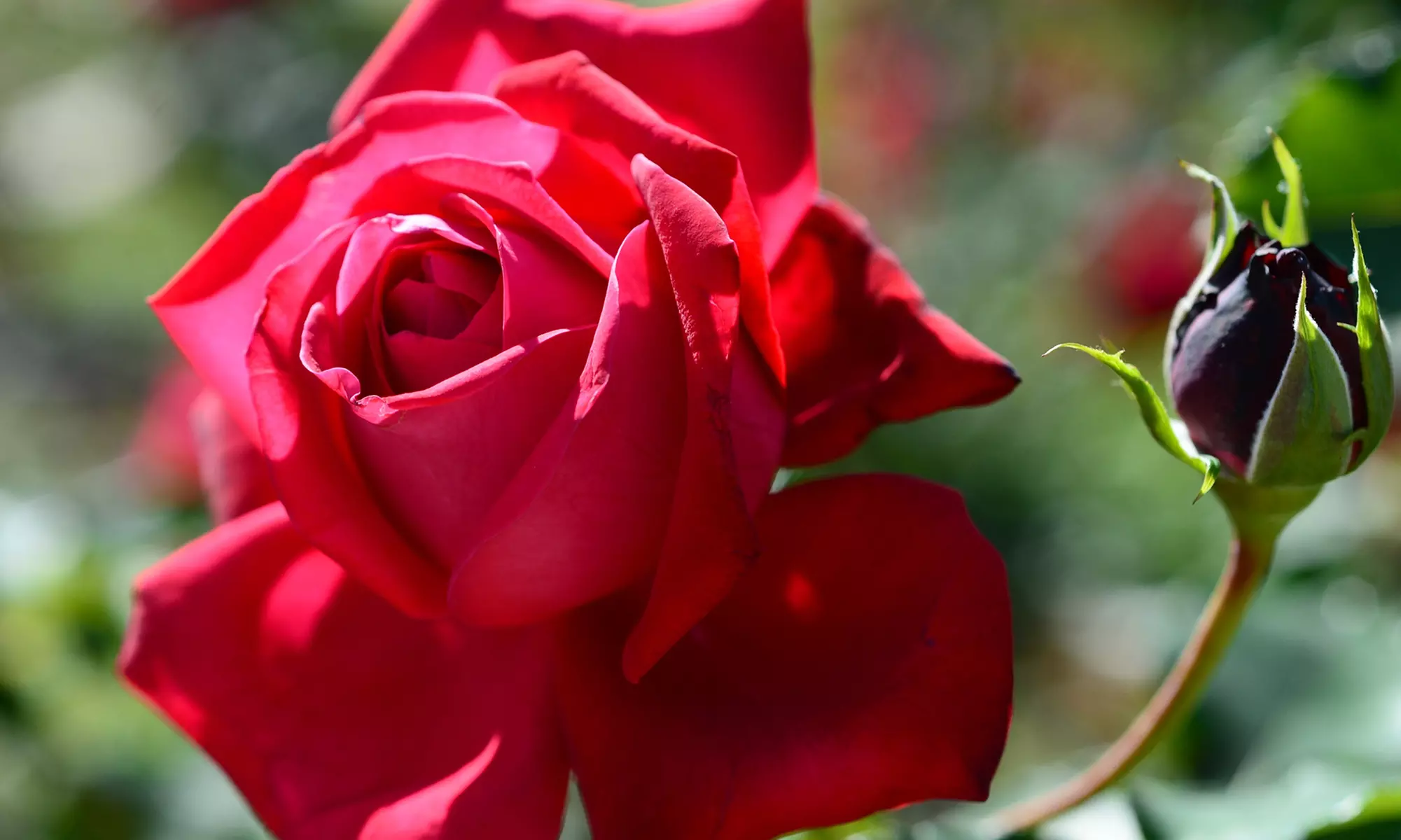 Ensembles de 4 roses de jardin parfumées à grandes fleurs