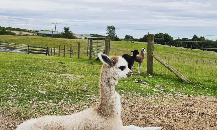 Image 10: Unleash Your Wild Side: Embark on a 90-Minute Alpaca Adventure