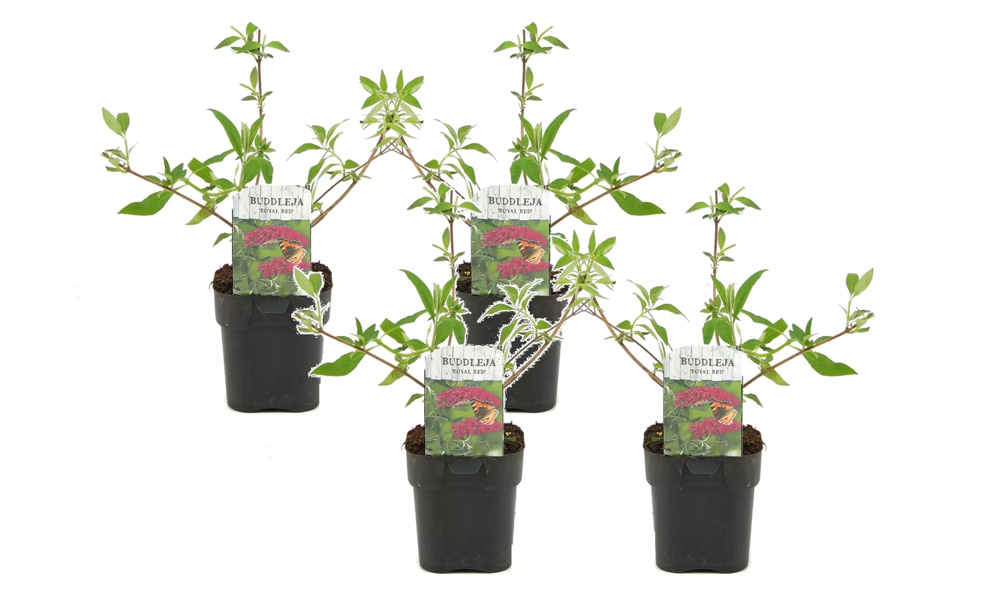 Set di 2 o 4 piante di Buddleja Davidii Royal Red, con spedizione gratuita - Image 4