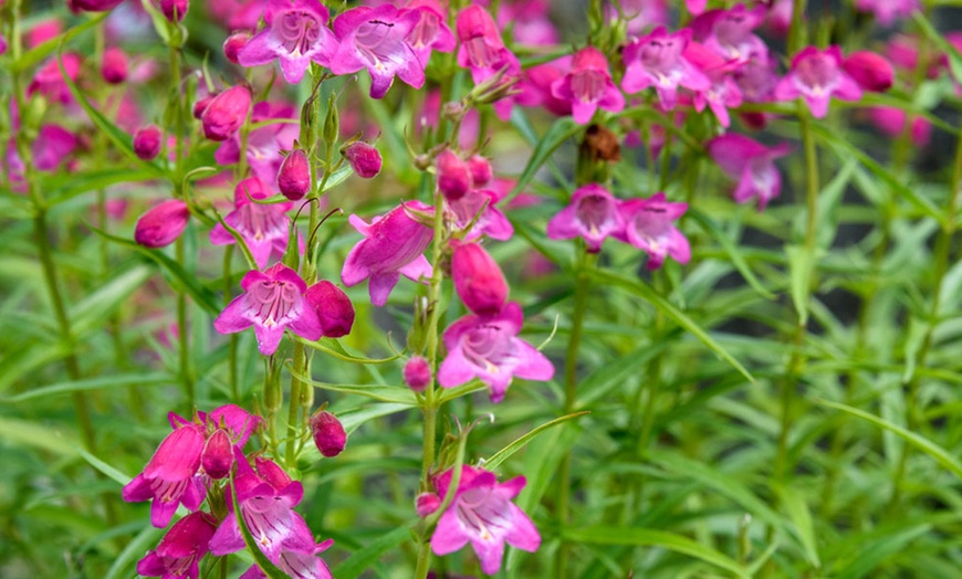 Image 4: Pretty Penstemon Mixed Collection – Six or Nine Potted Plants