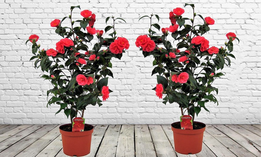 Image 1: Set of 2 XXL Japanese Rose Bushes