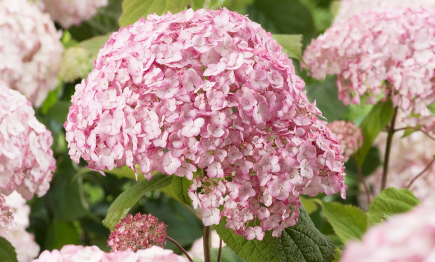 Image 10: Hydrangea Plants - Up to 4 Potted Plants