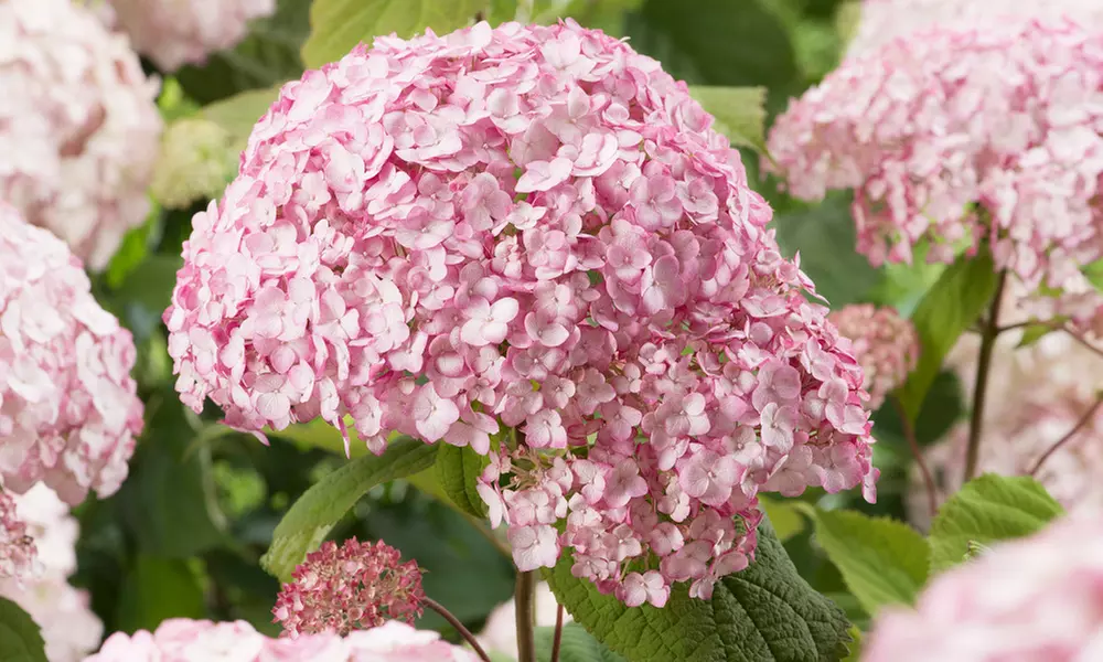 Hydrangea Plants - Up to 4 Potted Plants