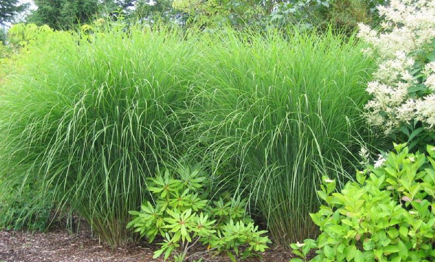 Image 6: Plante "Miscanthus Gracilimus"