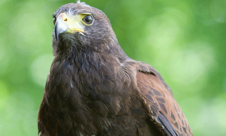 Image 6: Falconry Experience