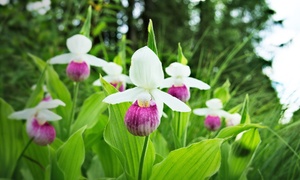 Garden Orchid 12cm