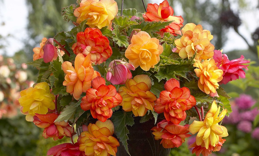 Image 2: 9 or 18 Begonia Golden Balcony