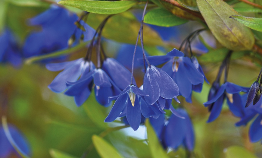 Image 1: Climbing Sollya Heterophylla 'Ultra Blue' – 1 or 2 Potted Plants