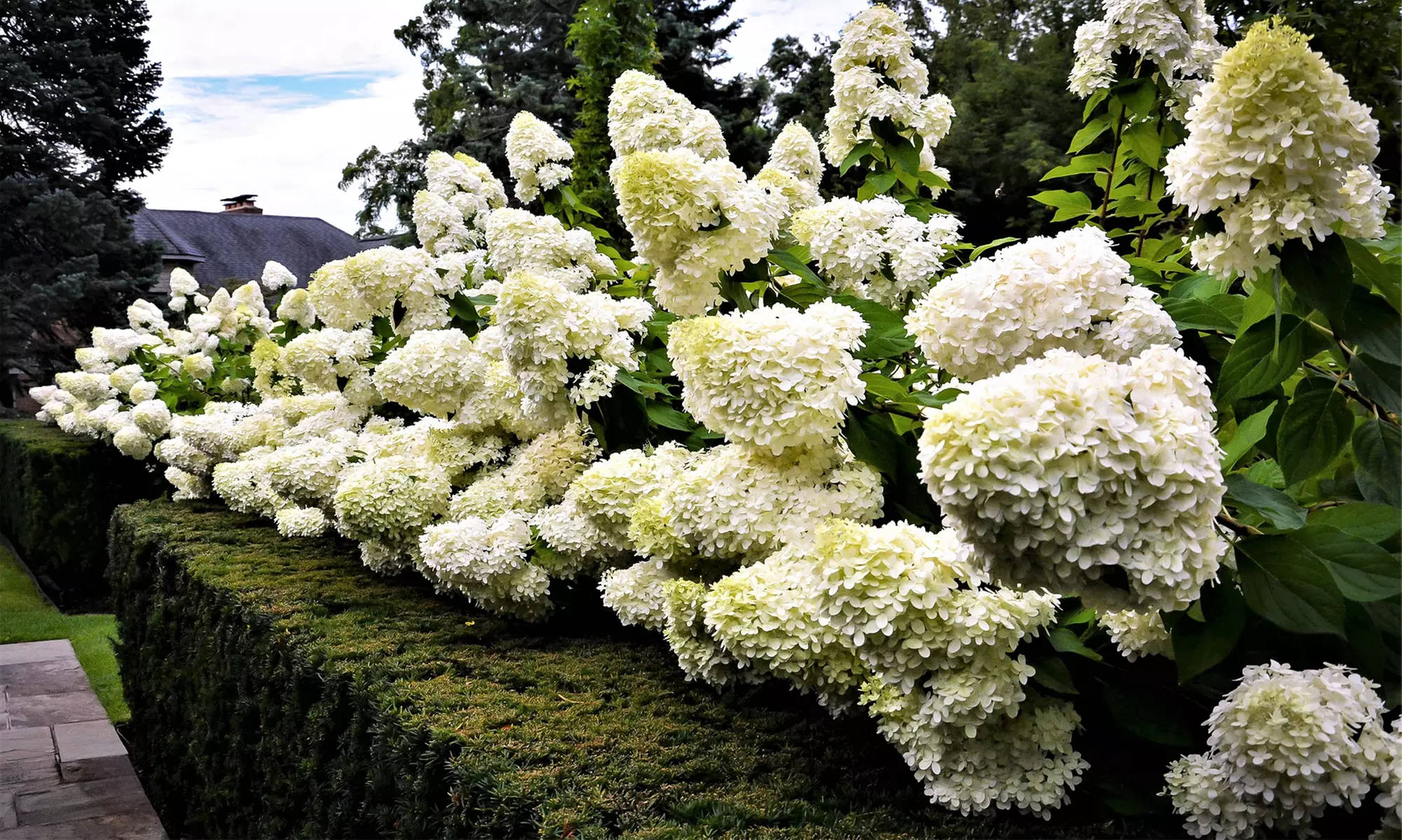 Lot de 2 ou 4 hortensias Grandiflora - Primary Image