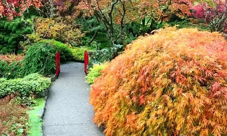 $20 for $40Worth of Japanese Maples, or Ginkgo at Conifer Kingdom  - Primary Image