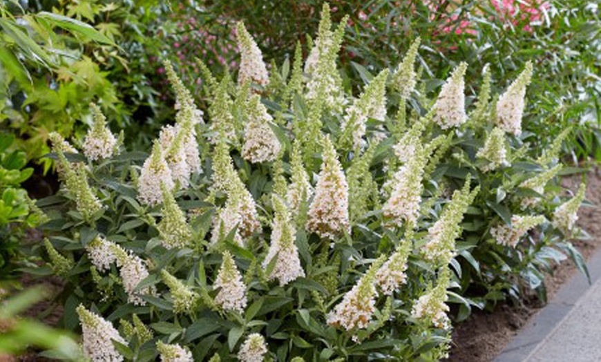 Image 11: Mixed Potted Buddleja 'Butterfly Bush' Plants 