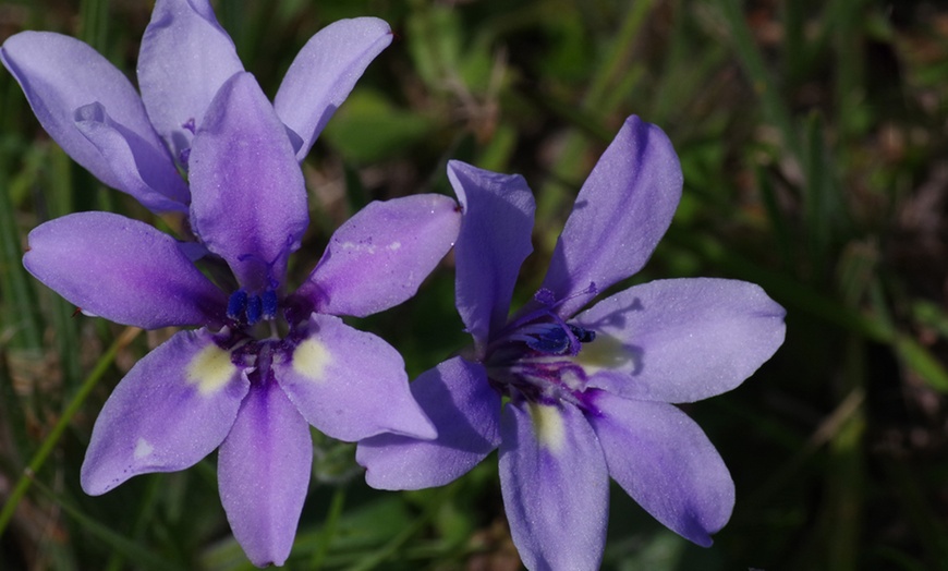 Image 3: Scented Babiana Stricta Kew Hybrid - 10, 20 or 30 Bulbs
