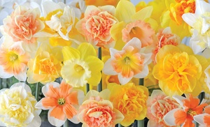 25 or 50 Daffodil Citrus Sorbet Bulbs