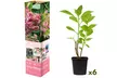 Ensemble de 3 ou 6 plants d'hortensias colorés - Second Medium