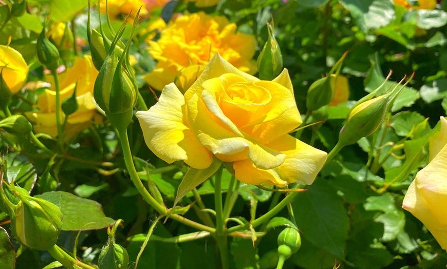 Image 8: Celebration Rose Bush Plants – 9 Varieties (1 Bare Root Plant)