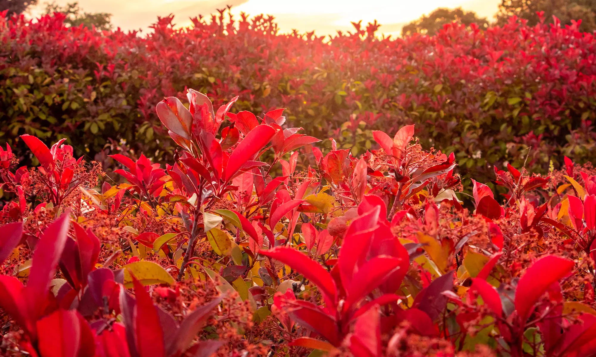 Lote de 3 o 6: Plantas de níspero Photina Red Robin Gloss - Primary Image