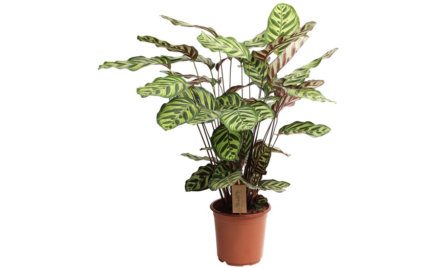 Image 2: Calathea, keuze uit 3 variëteiten