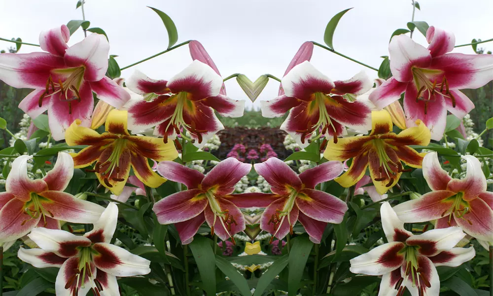 Skyscraper Lily Collection - 6, 12 or 24 Bulbs - Primary Image