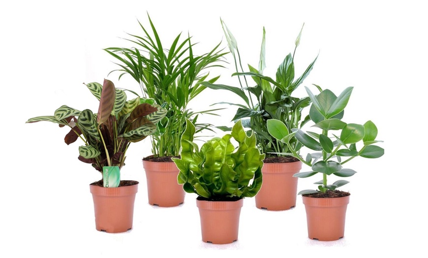 Image 8: Assortiment de 5 plantes purificatrices d'air 25-40 cm