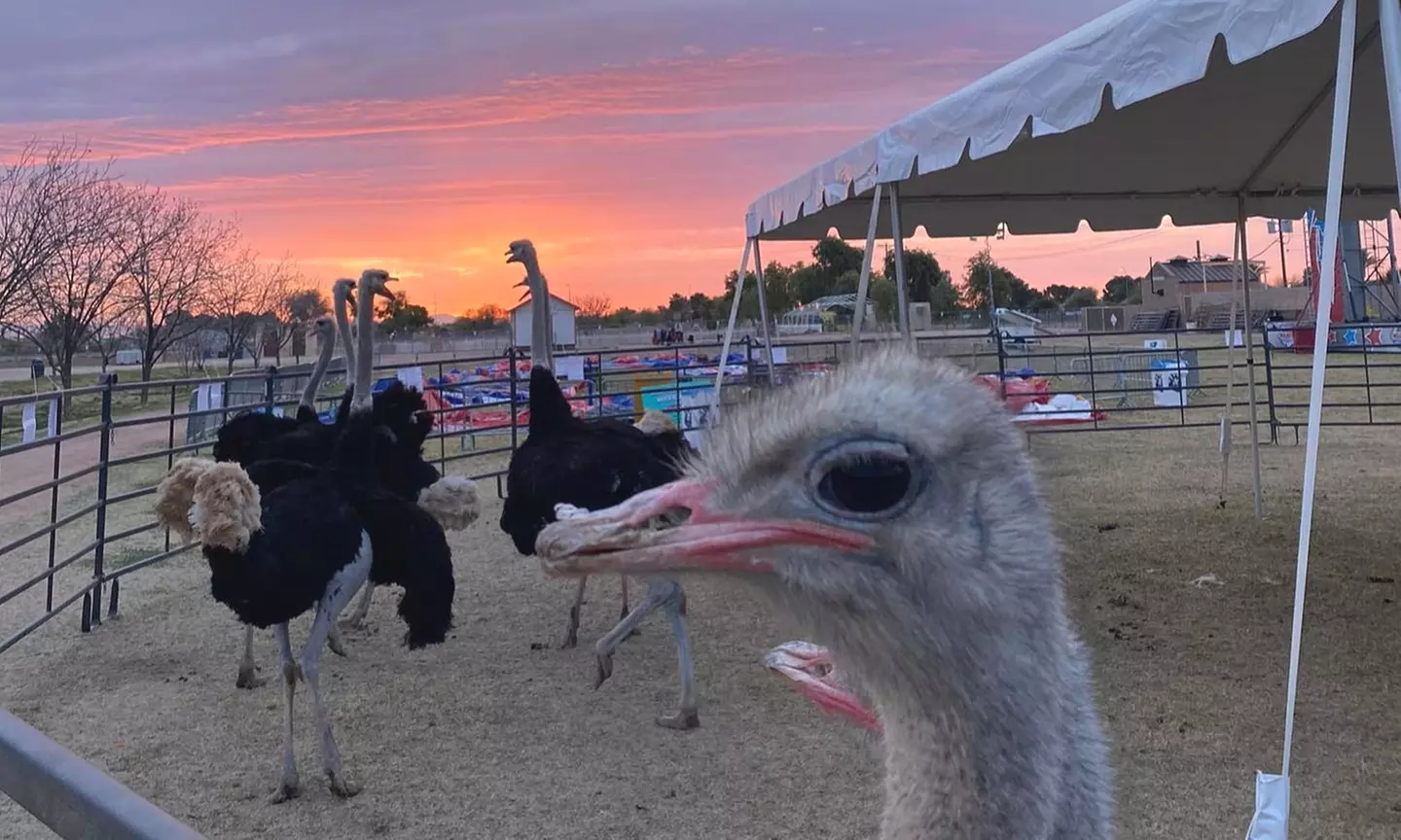 Single-Day General Admission for One Adult to The Ostrich Festival, March 16–19, Chandler, AZ (Up to 21% Off) - Primary Image