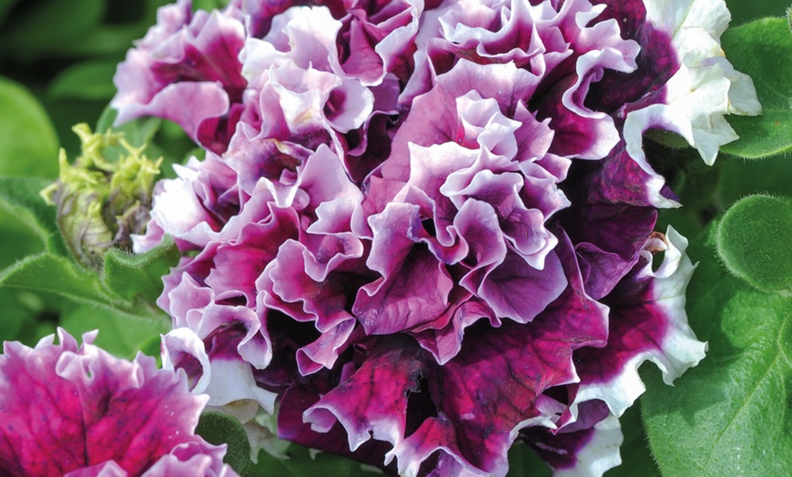 Image 4: Petunia Double Orchid Flowered Plants