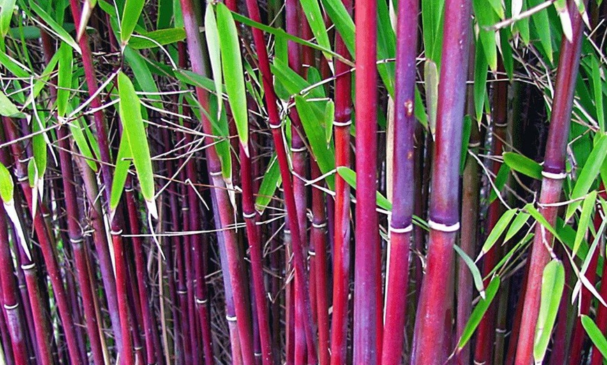 Image 4: Plantes de bambou rouge