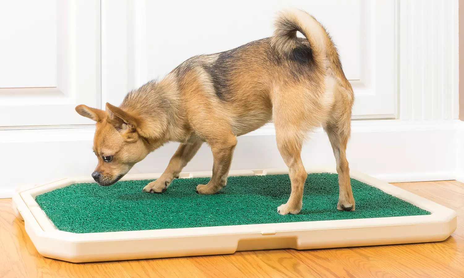 PetSafe Piddle Place Potty - Primary Image